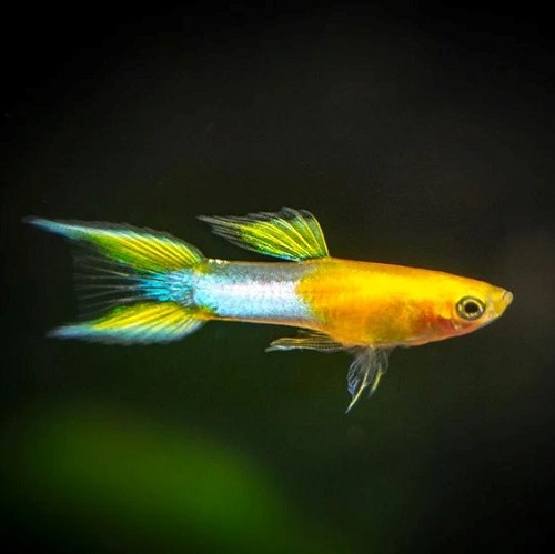 Poecilia reticulatus, Lebistes reticulatus - Guppy male endler scarlet rouge L